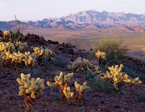 
Kofa National Wildlife Refuge, Arizona.
